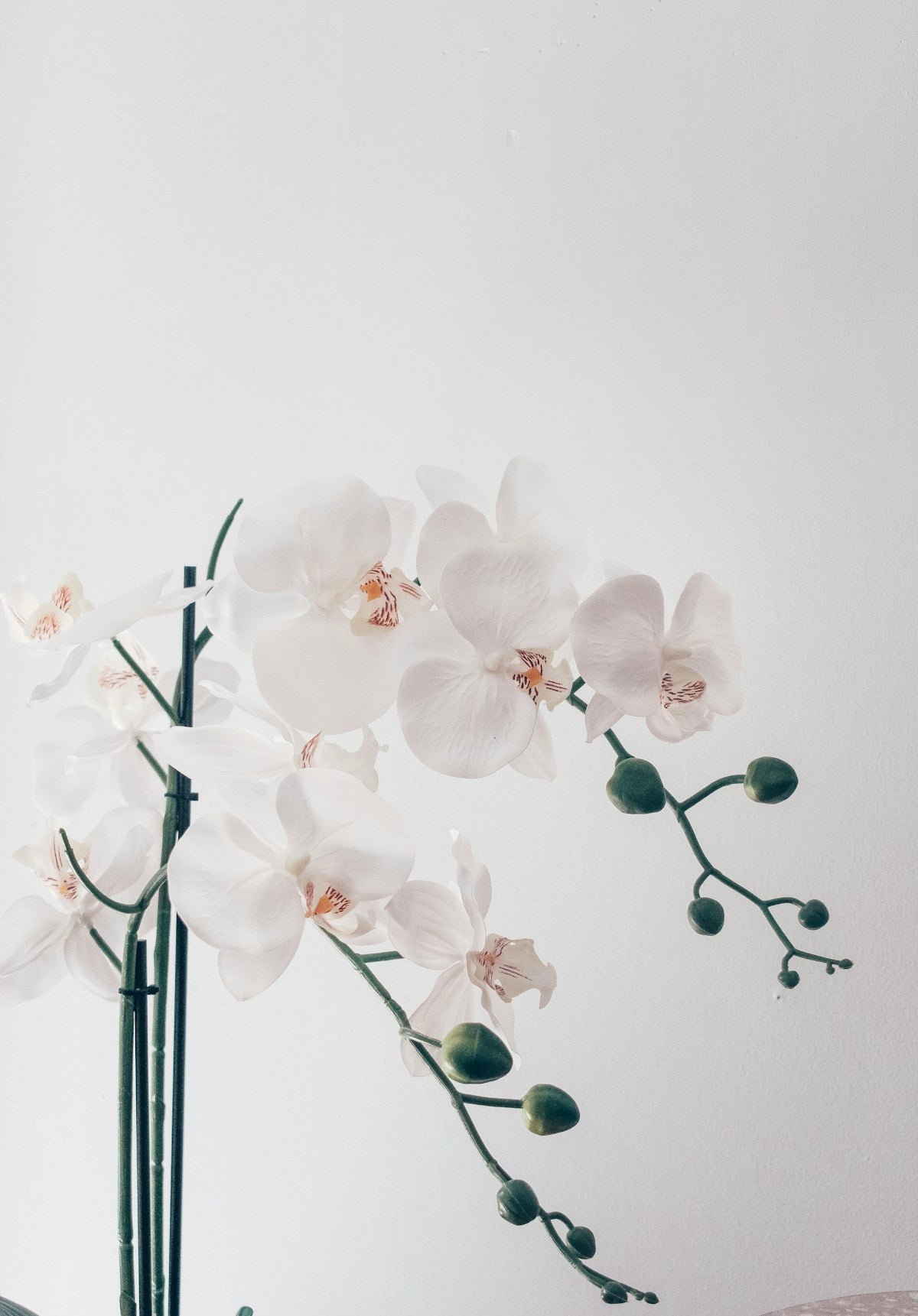 White orchids in soft natural light